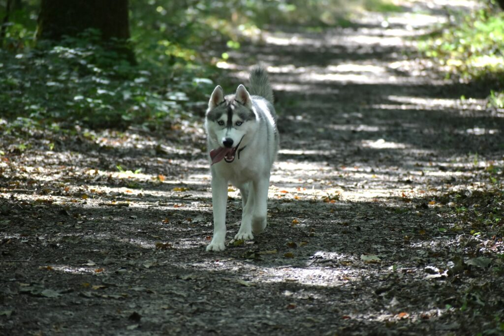 Husky détaché en forêt, éducation canine 78 91 92. Ile de France, Ouest parisien