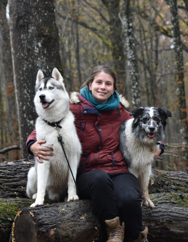 éducation de chiens en Ile de France, husky, berger australien, bilan comportemental