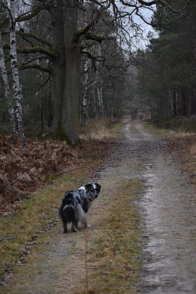 Chien en forêt, recherche de personnes, mantrailing, éducation canine, éducateur canin 91 78 92 Tarifs