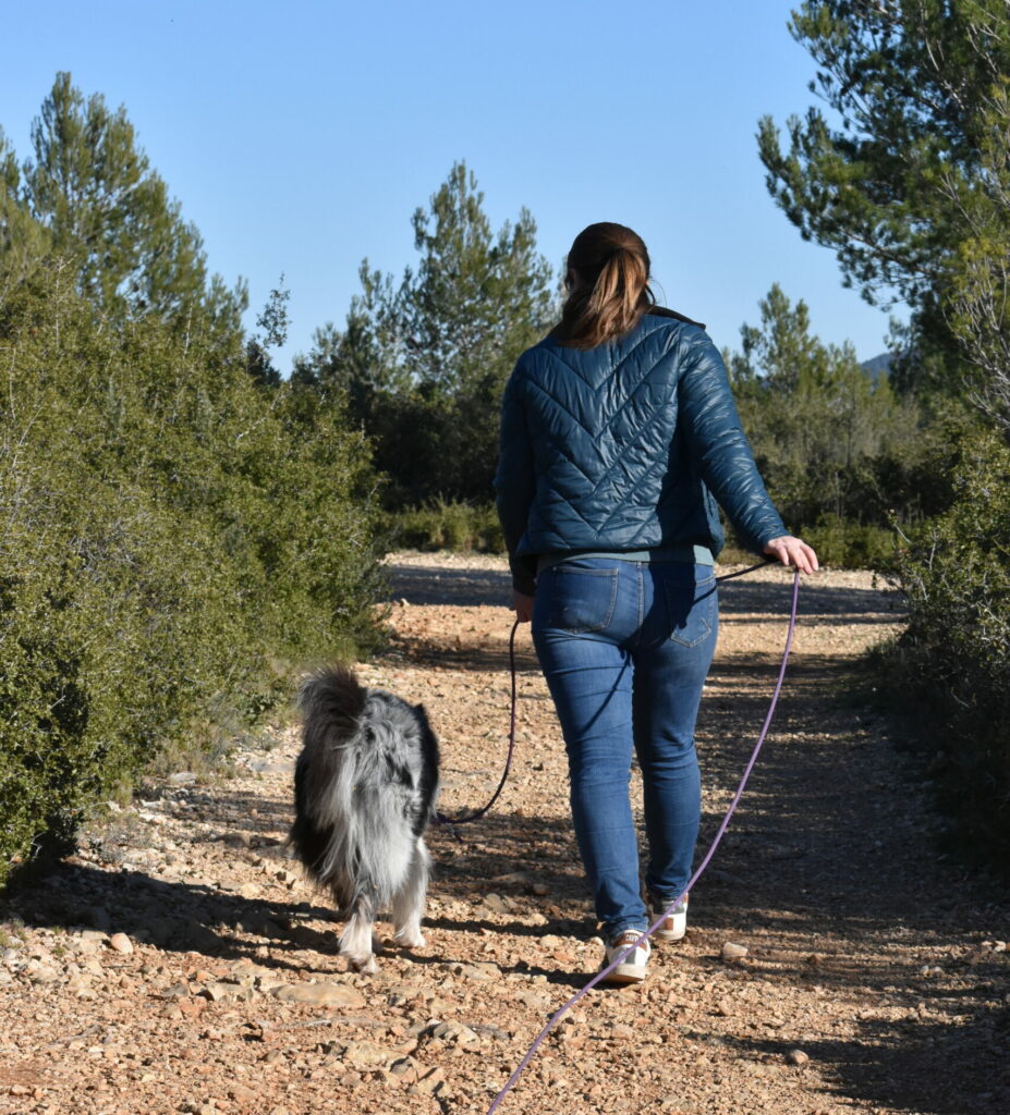 Berger australien, balade, éducation canine 78 91 92, comportement du chien