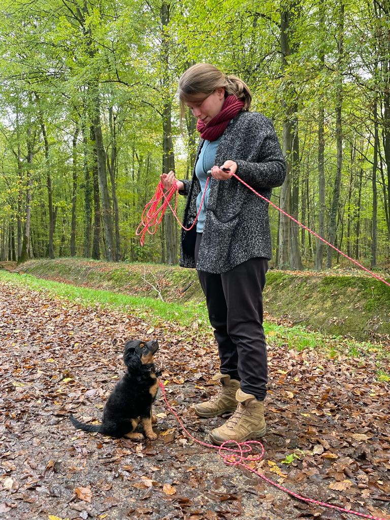 chiot en forêt, Langage de Chien, éducation canine 91 92 78