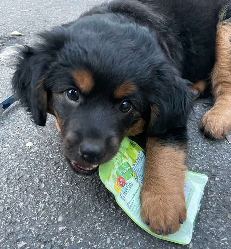 Chiot attrape tout dans la rue. éducation canine Ouest parisien. educateur canin comportementaliste 78 91 92