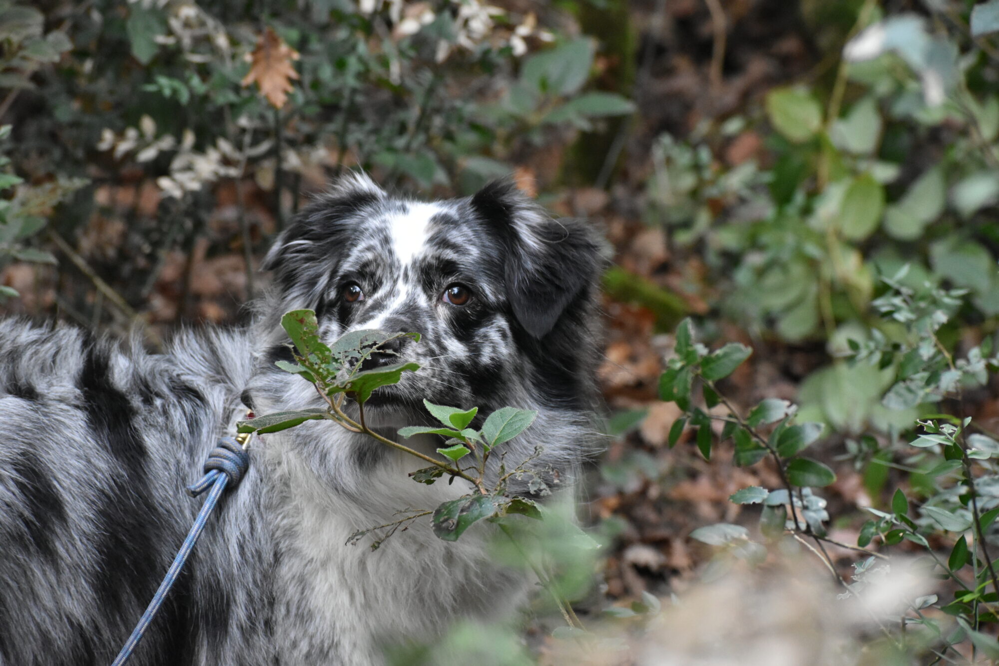 Balades collectives et éducatives en forêt. Apprenez à gérer votre chien avec une éducatrice diplômée d'Etat.