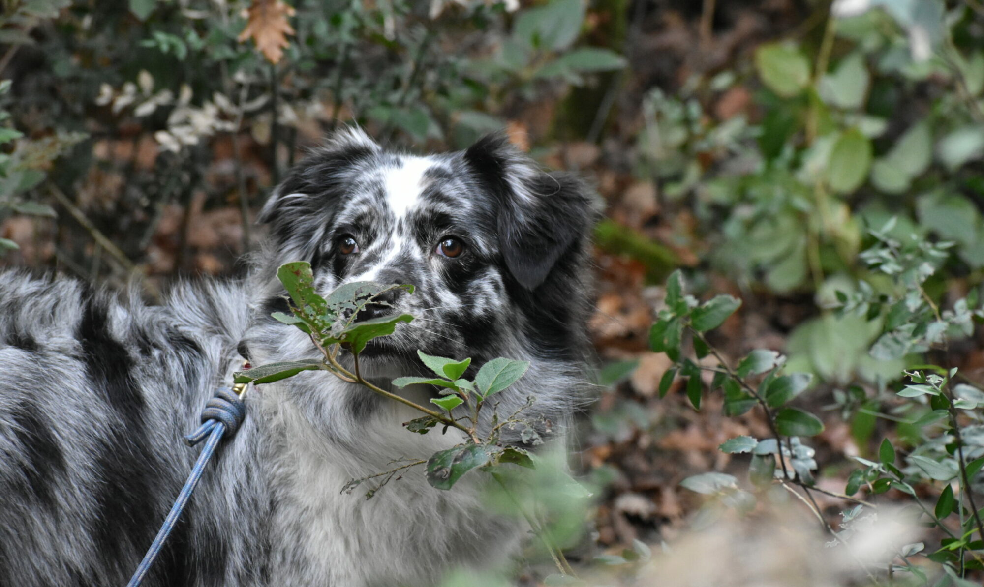 Balades collectives et éducatives en forêt. Apprenez à gérer votre chien avec une éducatrice diplômée d'Etat.