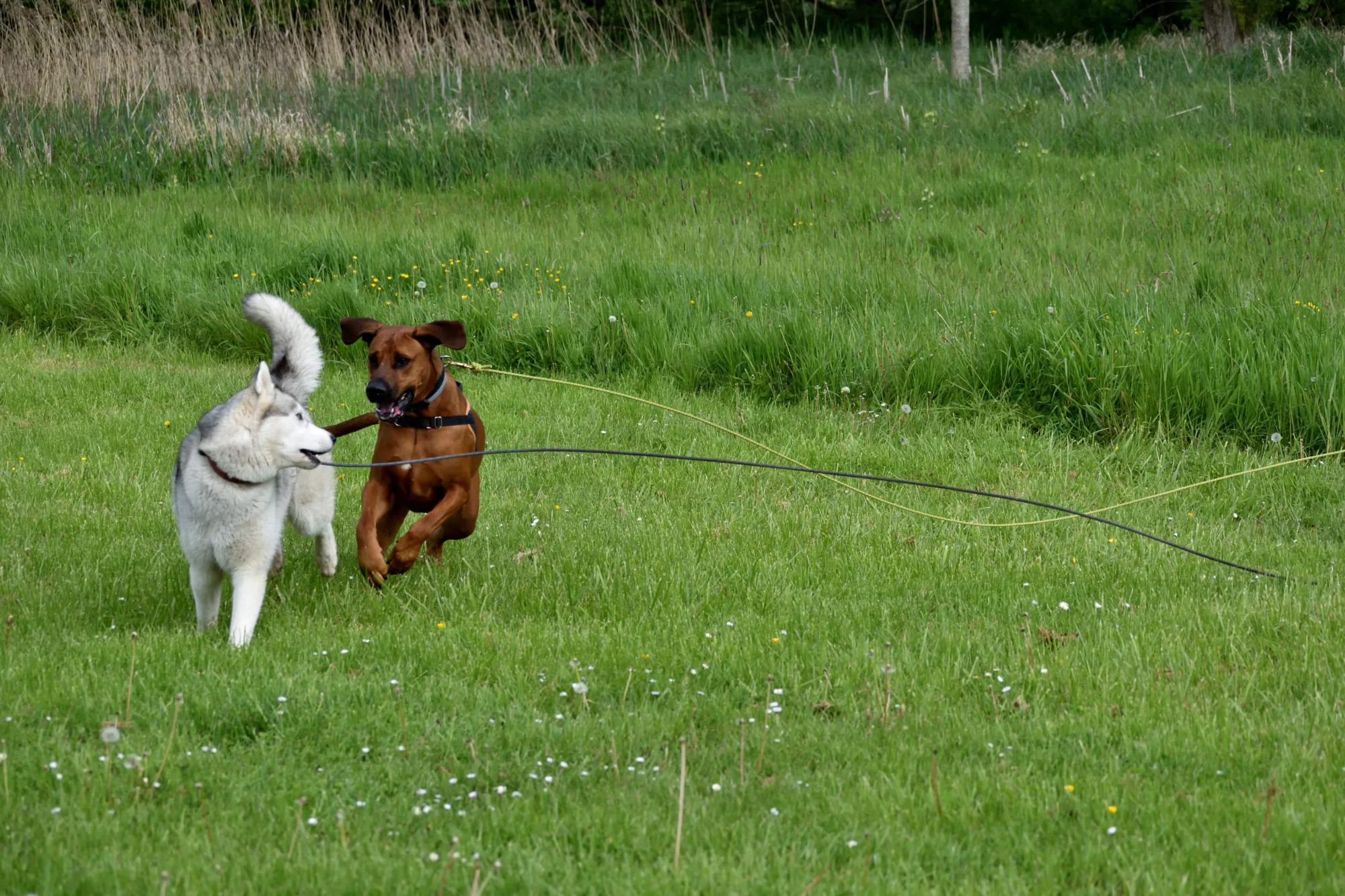 Cane corso, dobermann, husky