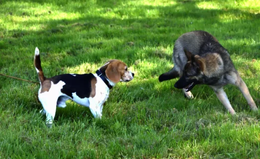 Berger allemand et beagle